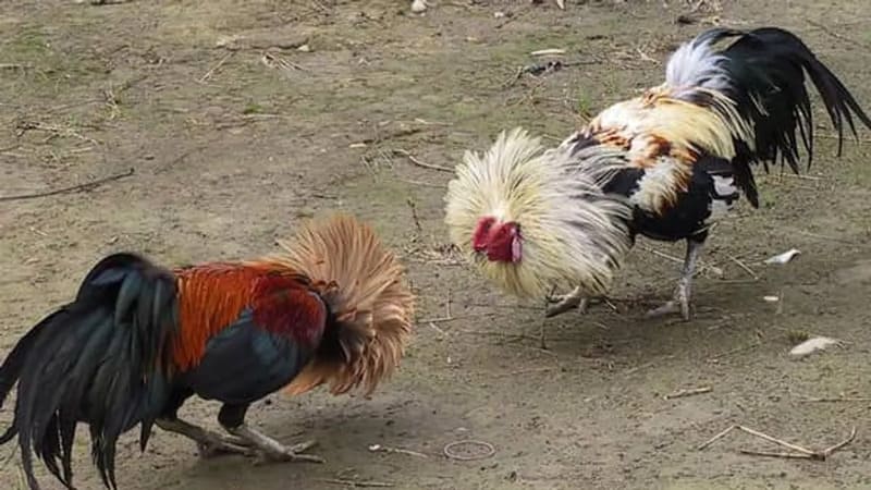 Chơi chọi gà tại KK98 đòi hỏi nhiều kinh nghiệm từ người chơi